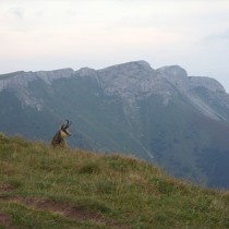 2011-04 Kamzik na tle masywu Jatek